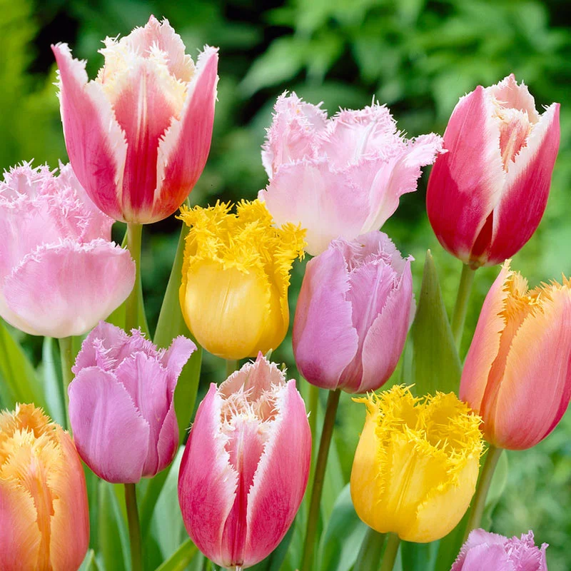 Fringed Tulips