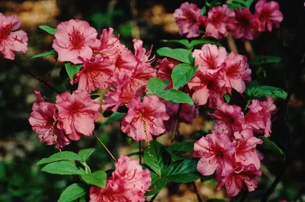 Gable Azalea Flower