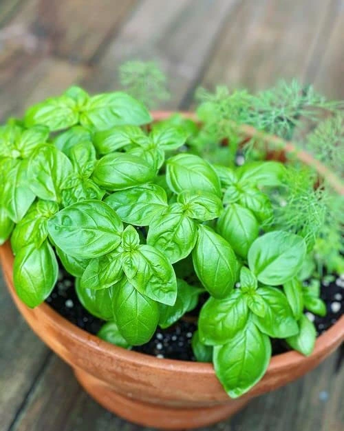 Genovese Basil