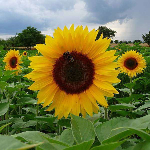 Giant Sunflower