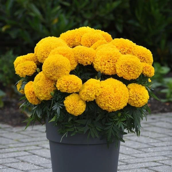 Golden Yellow Marigolds