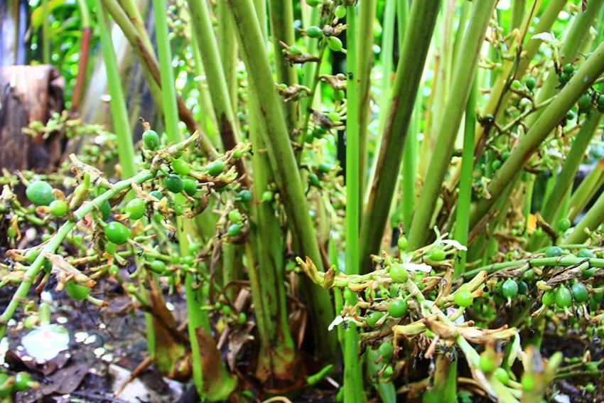 Green Cardamom (Elettaria cardamomum)