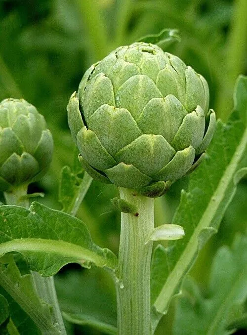 Green Globe Artichokes Vegetable