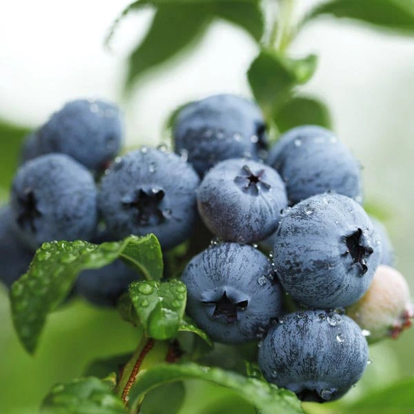 Half-high Blueberry Fruit