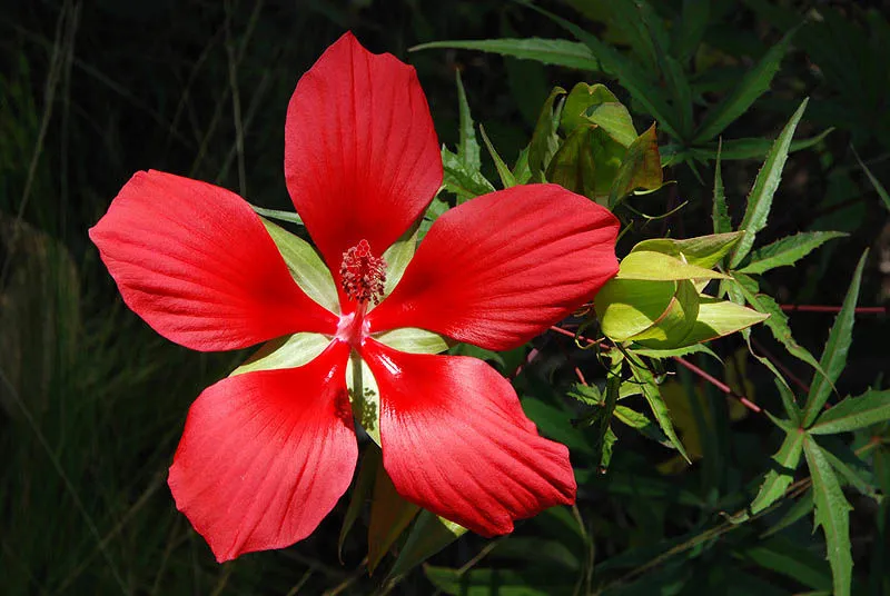 Hibiscus coccineus