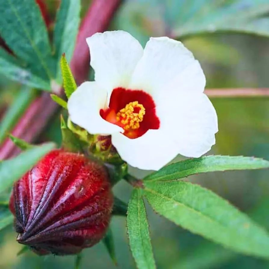 Hibiscus sabdariffa