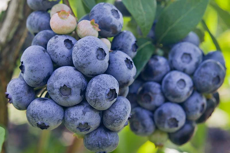 Highbush Blueberry Fruit