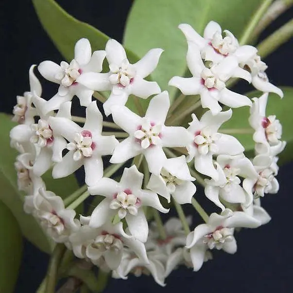 Hoya Australis