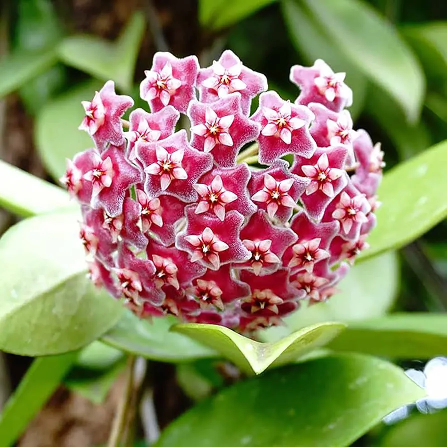 Hoya Carnosa