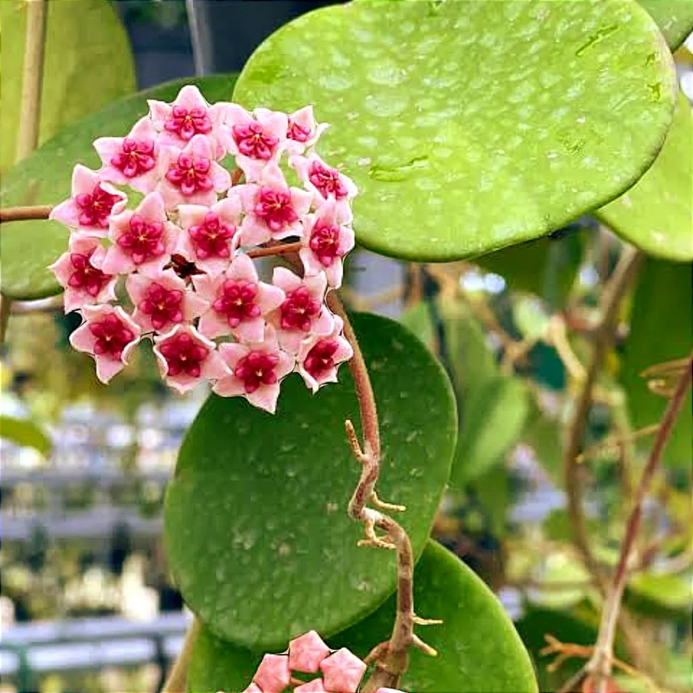 Hoya Obovata