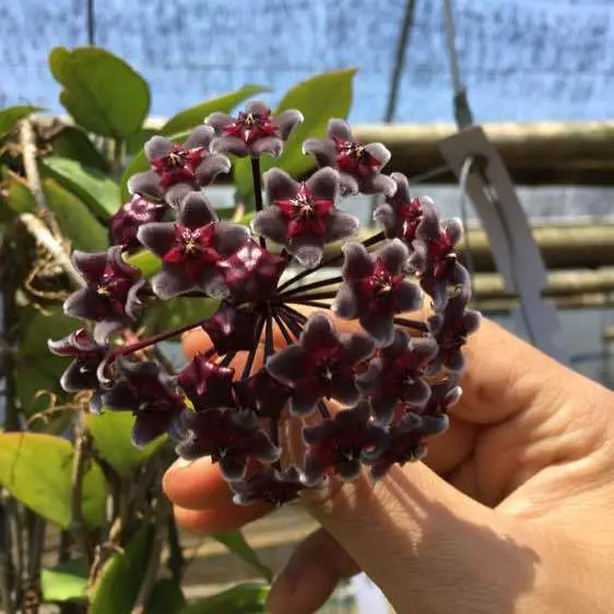 Hoya Pubicalyx