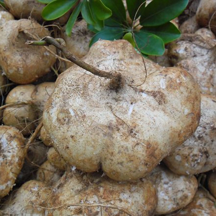 Hybrid Varieties Jicama