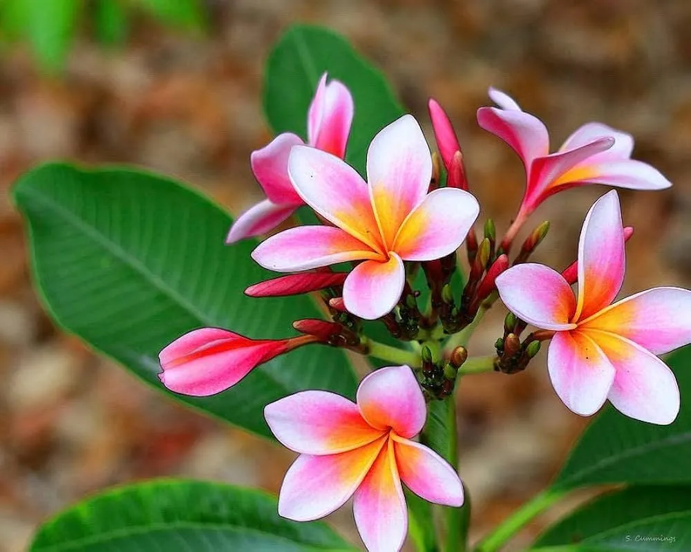 Hybrid Varieties Plumeria Flower