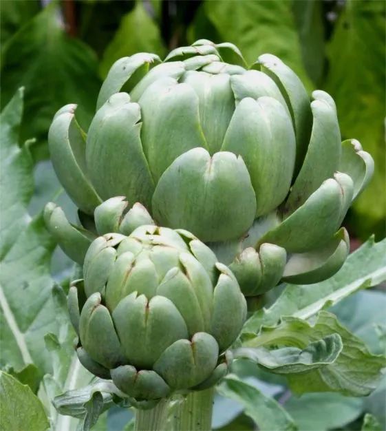 Imperial Star Artichokes Vegetable