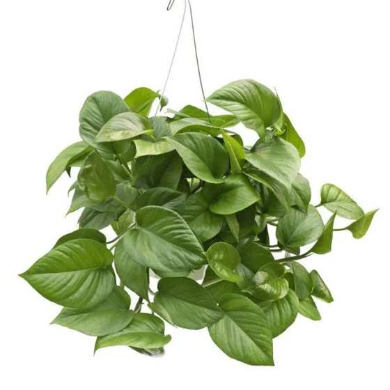 Jade Pothos