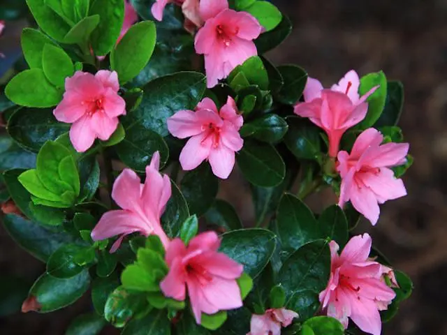 Kurume Azalea Flower