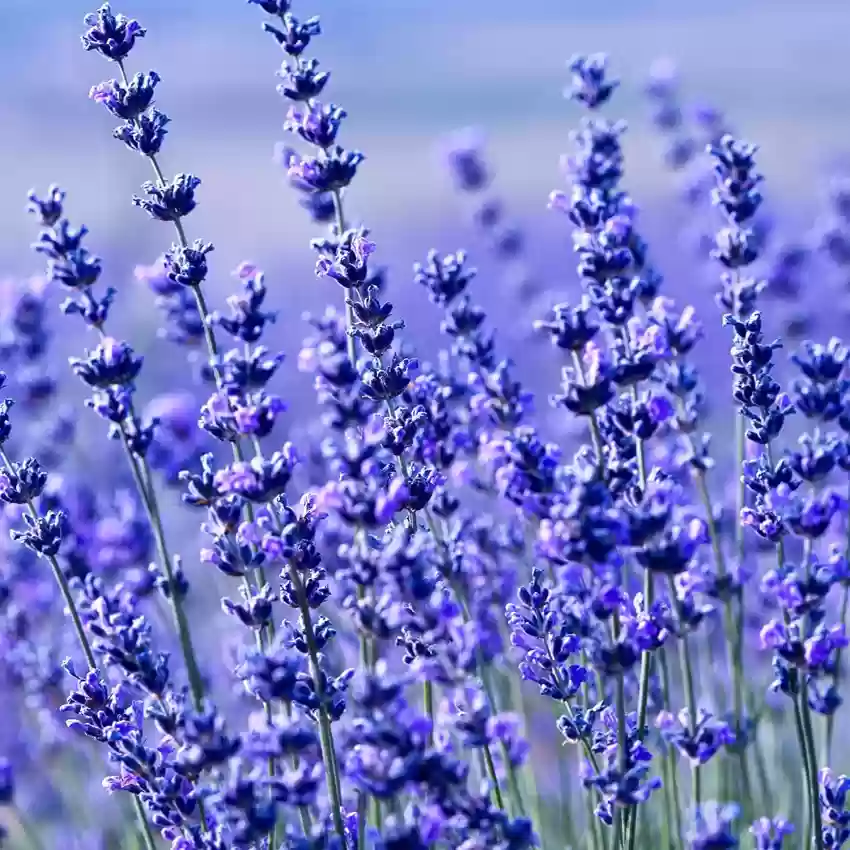 Lavender 'Hidcote