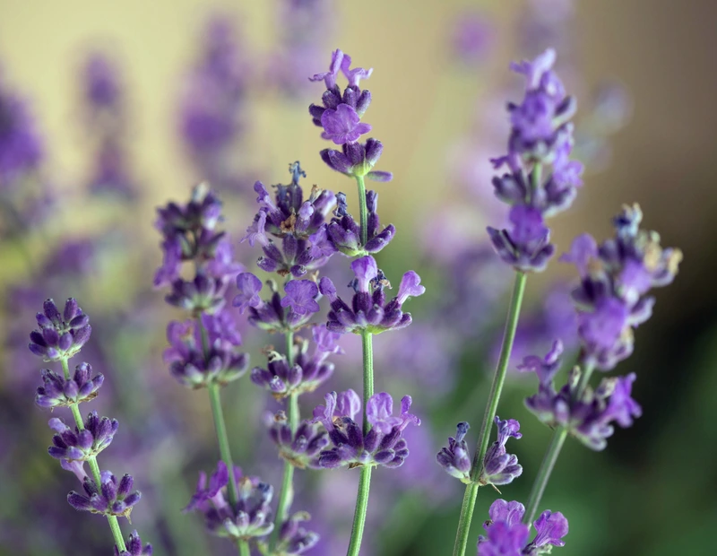 Lavender 'Munstead'