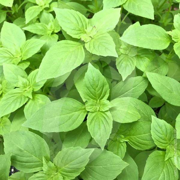 Lemon Basil