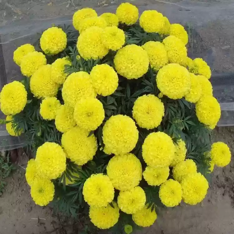 Lemon Yellow Marigolds