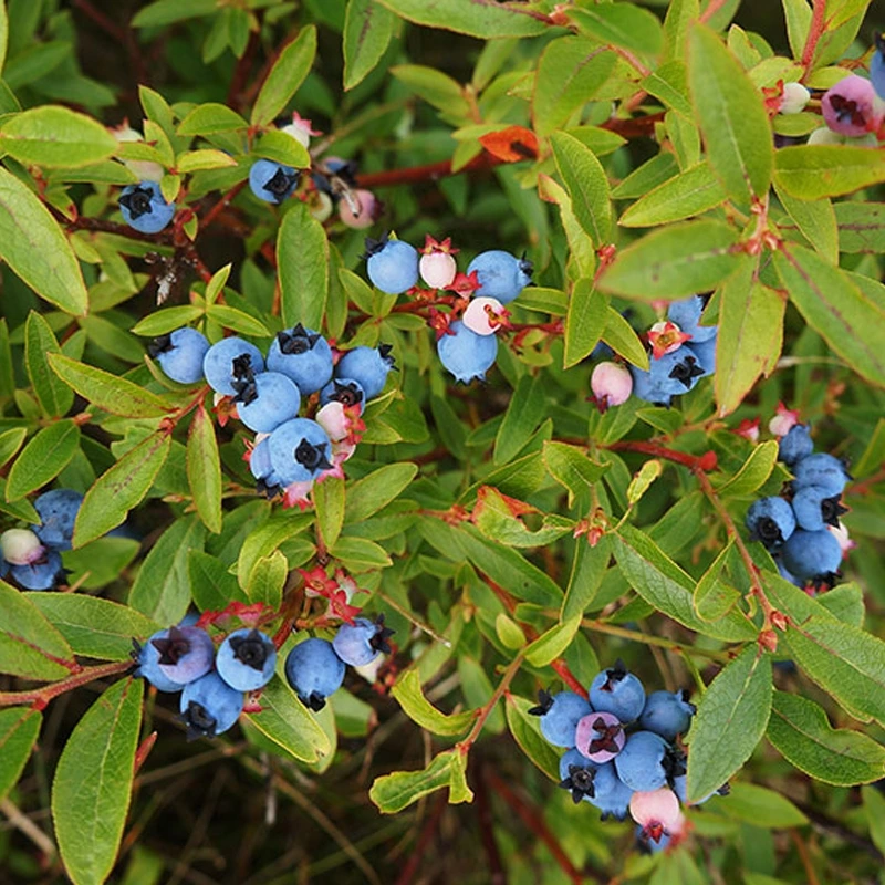 Lowbush Blueberry Fruit