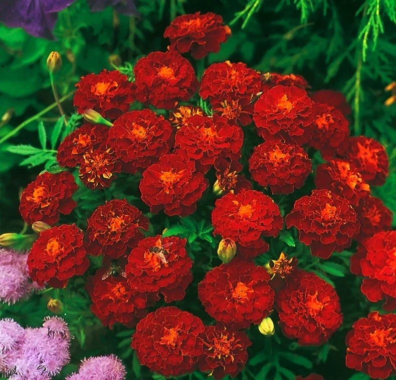 Mahogany Marigolds