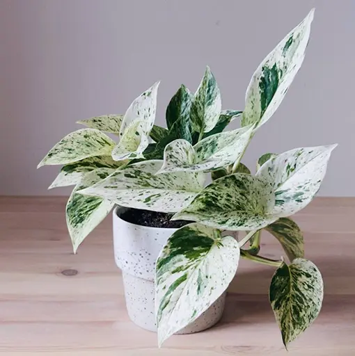 Marble Queen Pothos