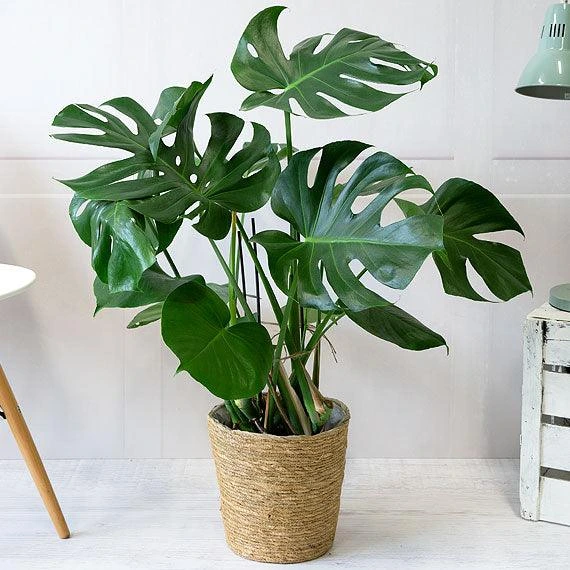 Monstera deliciosa