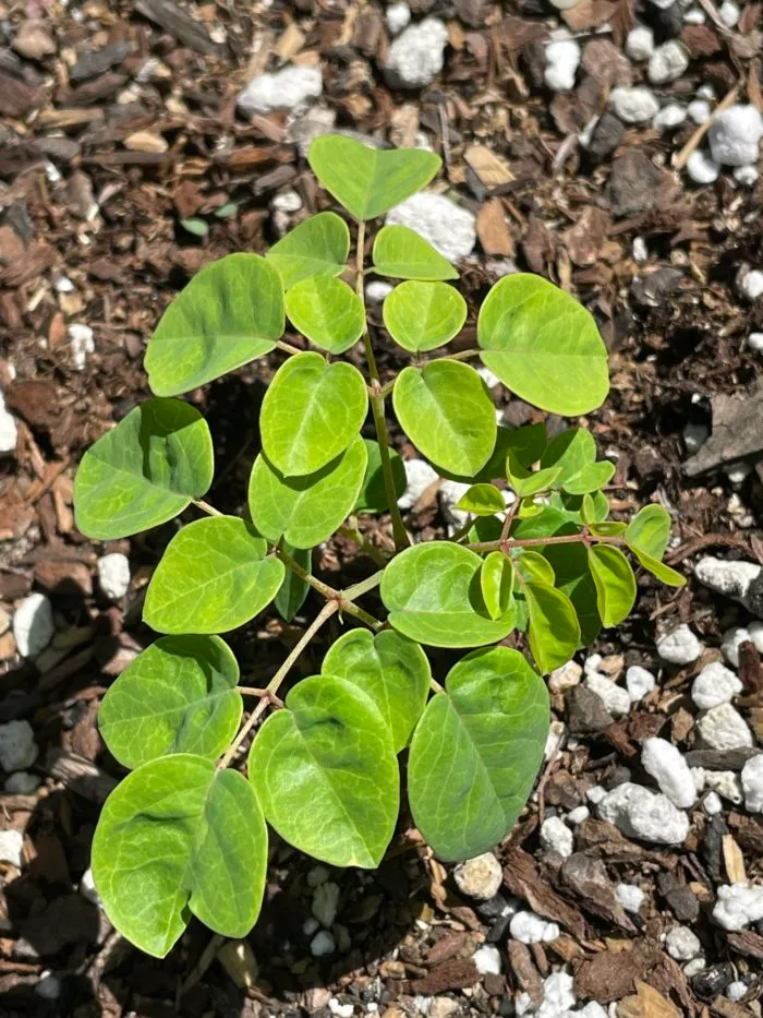 Moringa Arborea