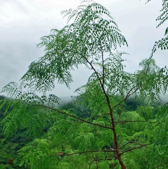 Moringa Concanensis