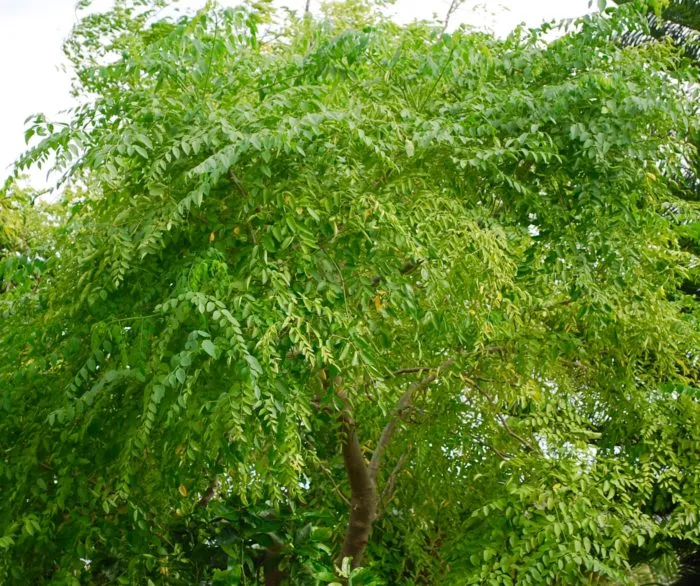 Moringa Stenopetala