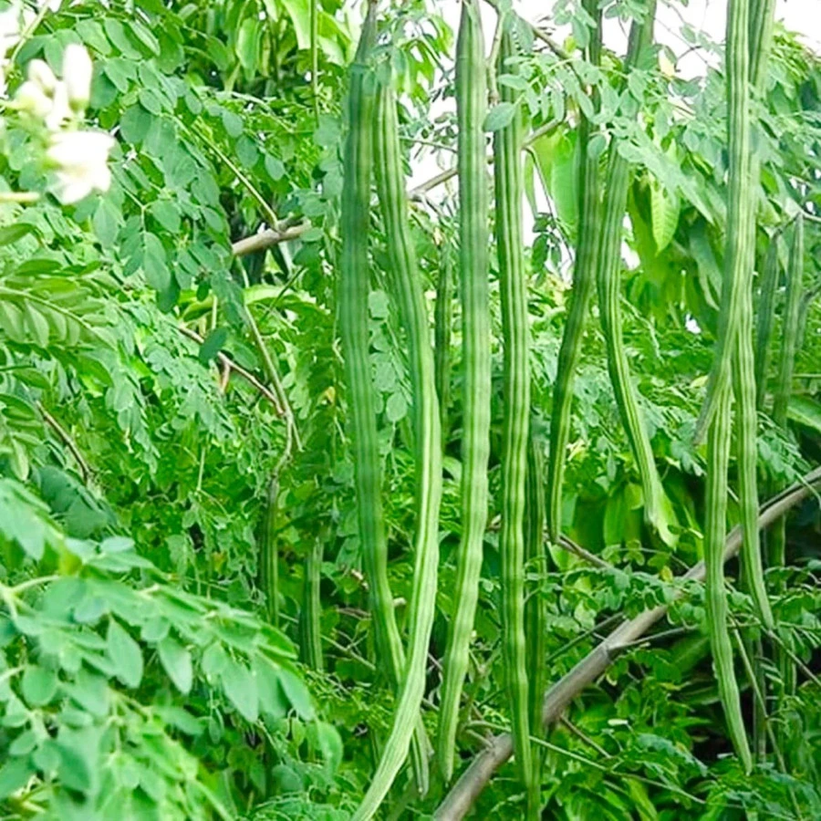 Moringa