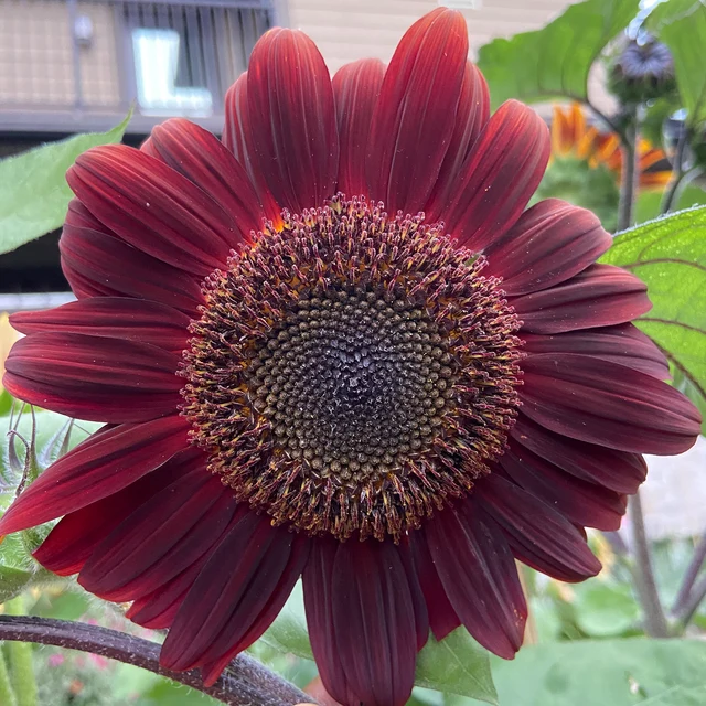 Moulin Rouge Sunflower