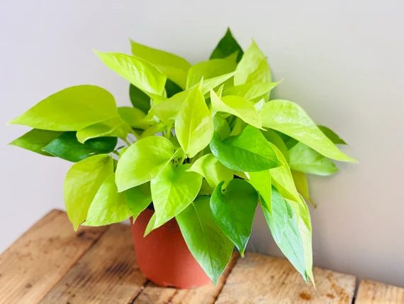 Neon Pothos