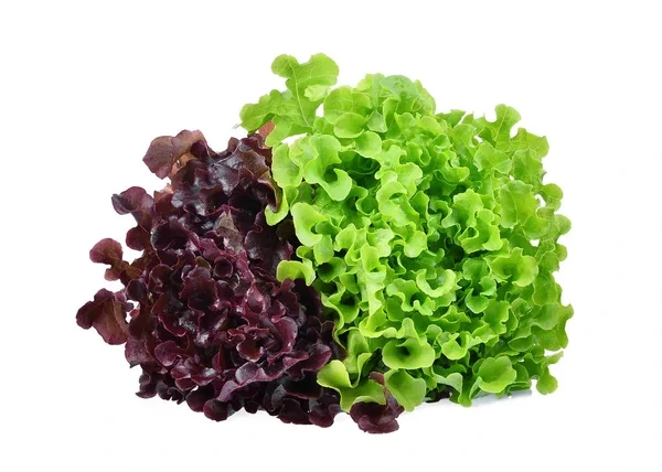 Oakleaf Lettuce