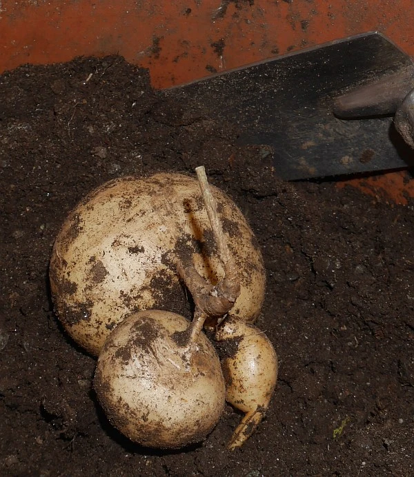 Pachyrhizus ahipa (Andean Jicama)