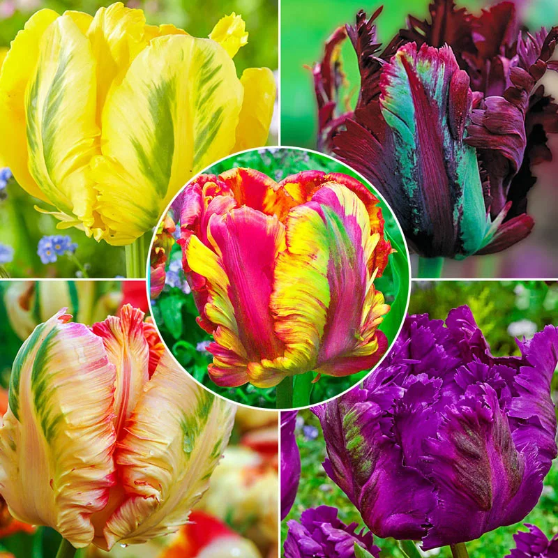 Parrot Tulips