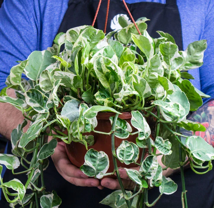 Pearls and Jade Pothos