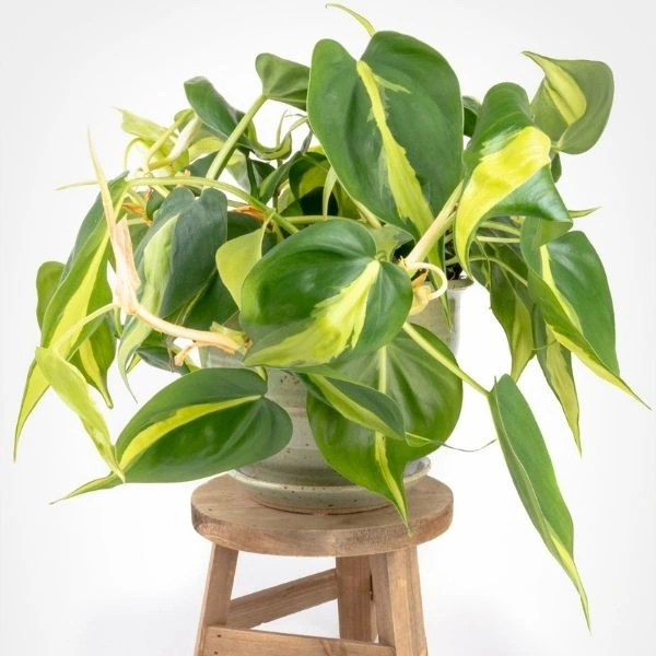 Philodendron Brasil