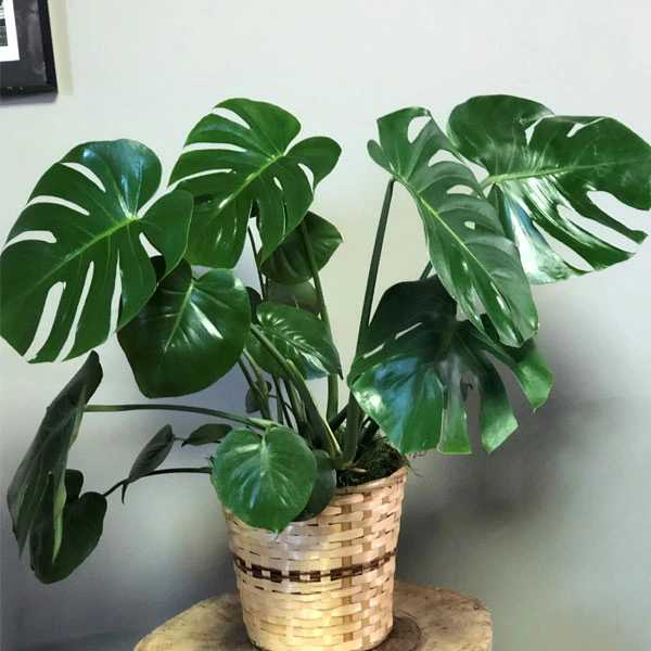 Philodendron