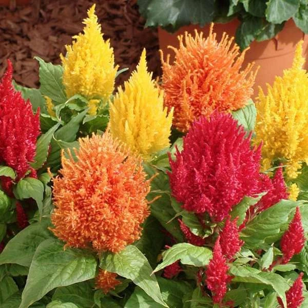 Plumed Celosia (Celosia plumosa)