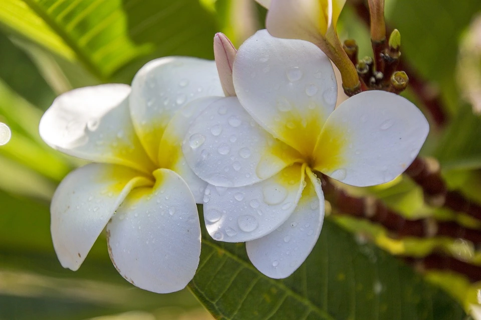 Plumeria Alba