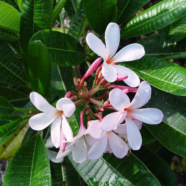 Plumeria Obtusa