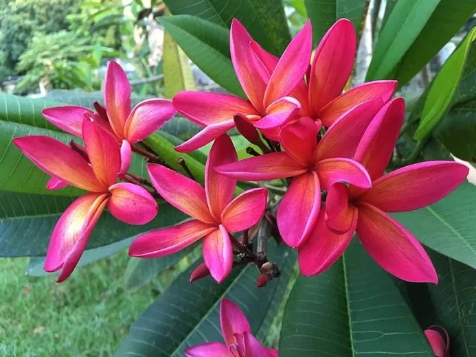 Plumeria Rubra