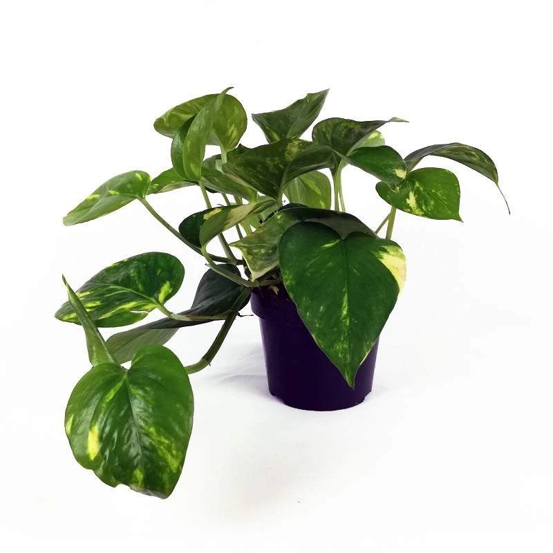 Pothos (Epipremnum aureum)