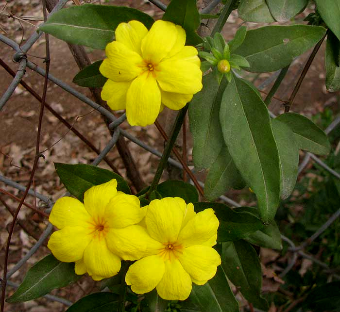 Primrose Jasmine (Jasminum mesnyi)