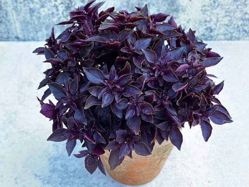 Purple Basil