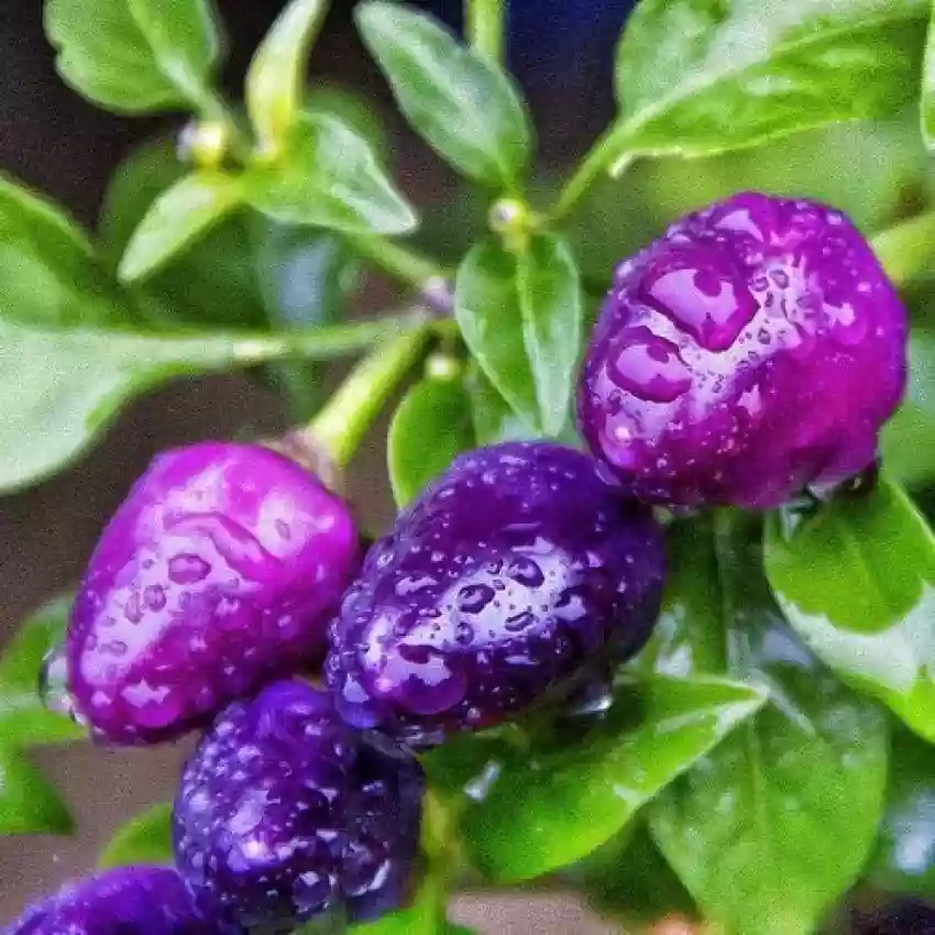 Purple Cherry Pepper