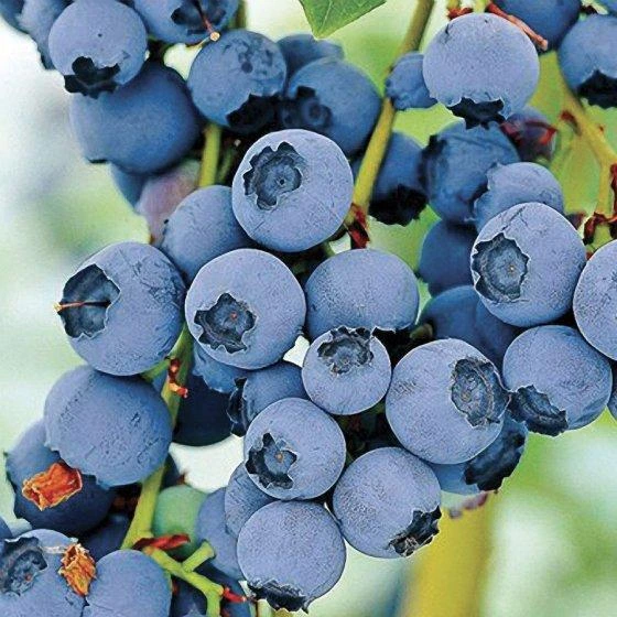 Rabbiteye Blueberry Fruit