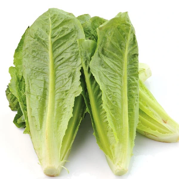 Romaine (Cos Lettuce)